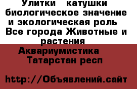 Улитки – катушки: биологическое значение и экологическая роль - Все города Животные и растения » Аквариумистика   . Татарстан респ.